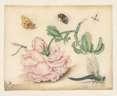 A Rose and Five Insects by Christoffel van den Berghe